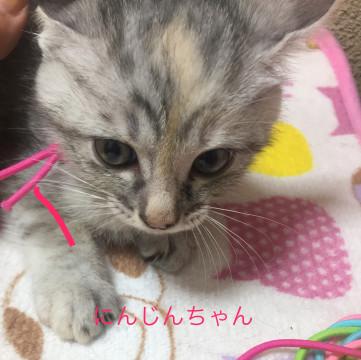 にんじんちゃん♪