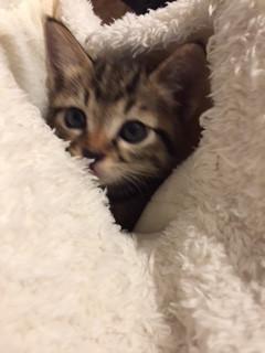 くーまちゃん
