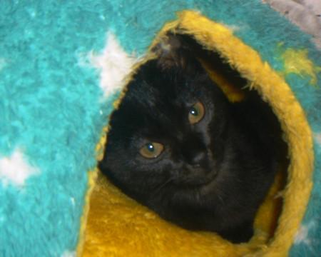 里親様を募集！クロ系の子猫ちゃん