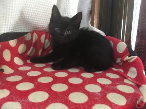 可愛い黒猫1ヶ月ジジ