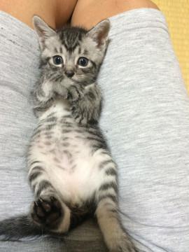 かわいいサバちゃん