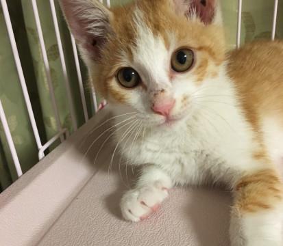 人大好きのお転婆美猫ちゃんです
