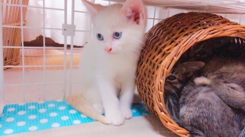 シャム系の男の子