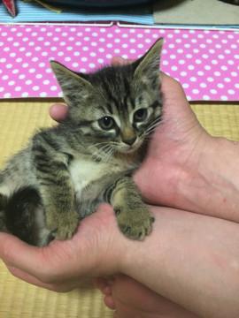 キジトラの男の子