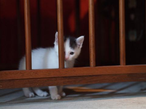 おっとりしたオスの子猫です