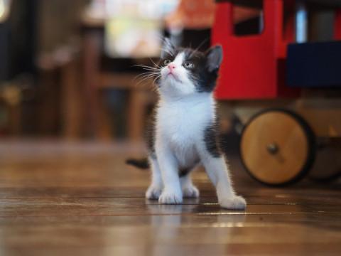 好奇心旺盛なメスの子猫です