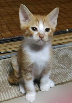 この子達の里親になってください