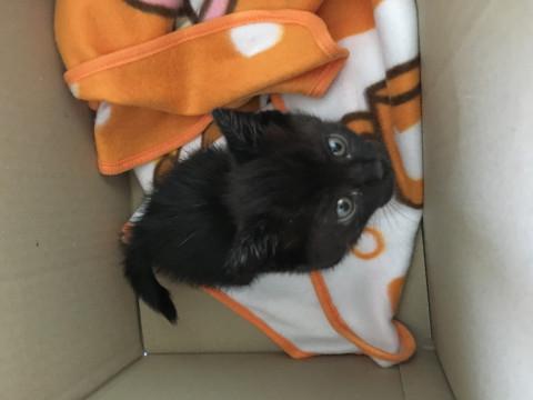 小さなかわいいクロネコ