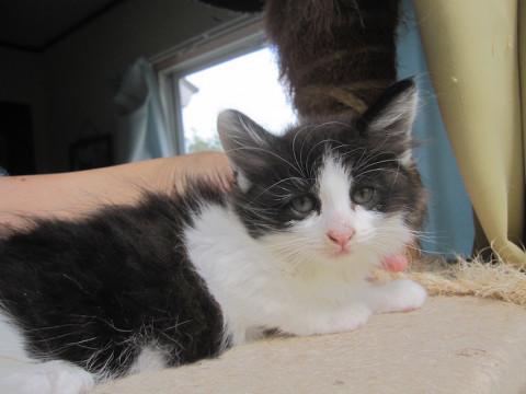 動画ありかわいい半長毛黒白