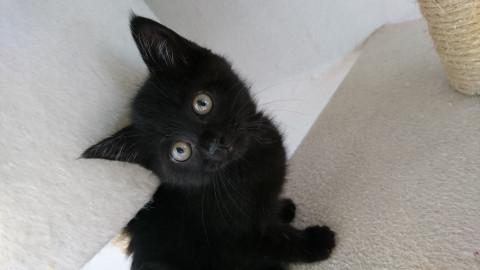 真っ黒の女の子です^^