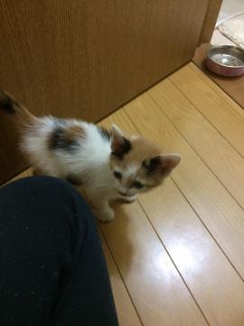 隠れミッキーの三毛ちゃん