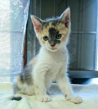 ユニークな柄のパステル三毛ちゃん