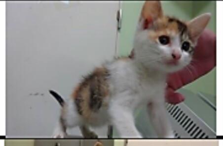 処分間近 可愛い 三毛ちゃん