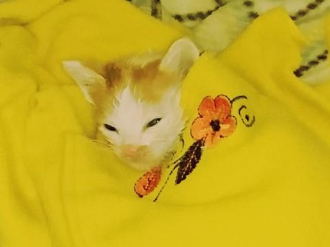 6月5日保護 白茶♂ 生後１ヶ月程度