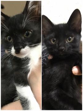 2カ月の仔猫  ３匹 います。
