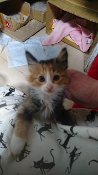 ２ヶ月くらいの長毛三毛ちゃん