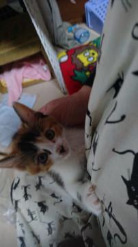 ２ヶ月くらいの三毛ちゃん