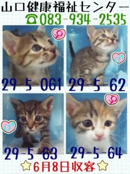 処分間近 可愛いキジネコ兄弟