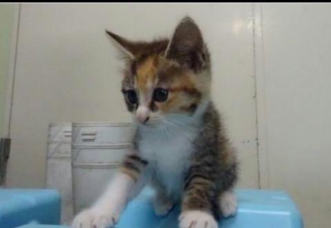 処分間近 可愛い 三毛ちゃん