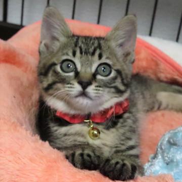 幸運のキジトラ子猫☆ムムちゃん