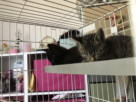 好奇心旺盛な子猫