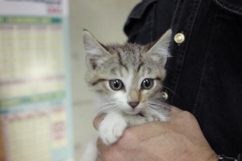 2～3カ月の兄弟3匹保護しました