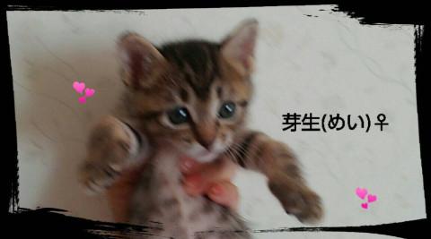 私の名前は芽生ちゃんです。