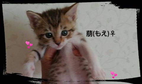 私の名前は萌ちゃん