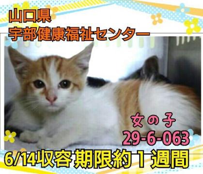 期限間近 珍しい チャシロ  女の子