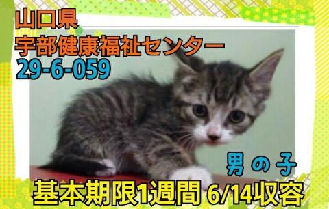 期限間近  可愛い サバシロくん