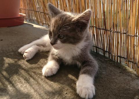 野良の仔猫を保護しています。里親募集中?