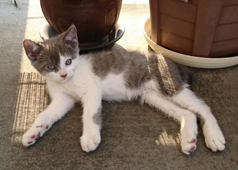 保護猫の里親募集中