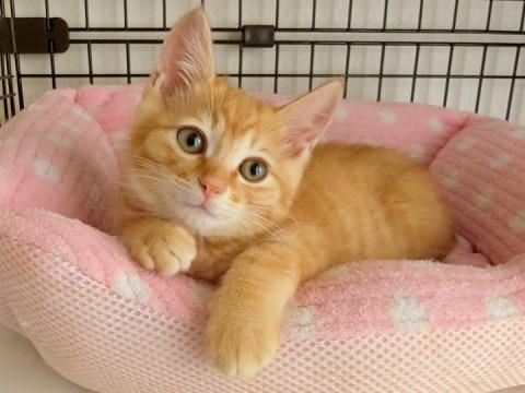 イケメン茶トラのリンドくん