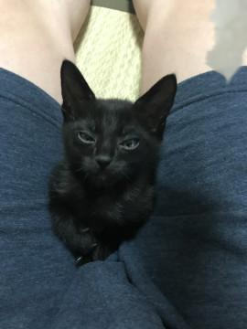 子猫の里親募集