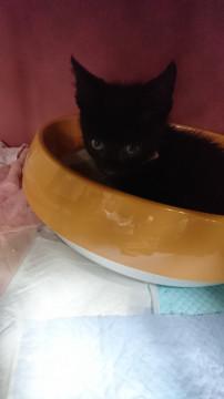 好奇心黒ちゃん