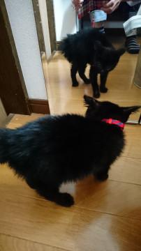 小心もの黒ちゃん