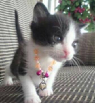 僕の名前はこうめ君