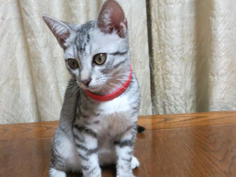 ３匹の中からお好きなのを♡