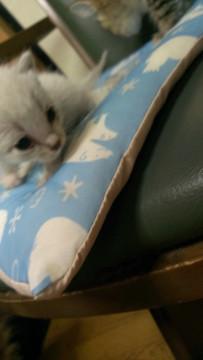 ミルクちゃん    多分女の子