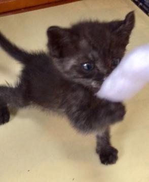 ★ひとなつっこい子猫ちゃん★