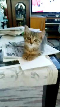 べっぴんさんの、きいちゃん！