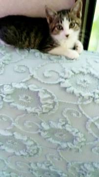 これまたべっぴんさん、みいちゃん！