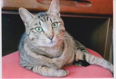 落ち着いた性格です