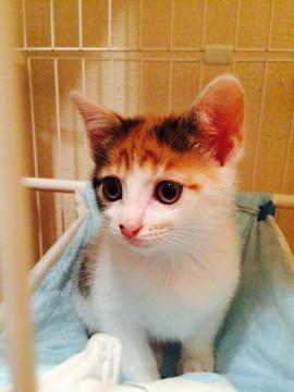 子猫里親募集 三毛猫