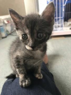 僕の名前はジュンです。