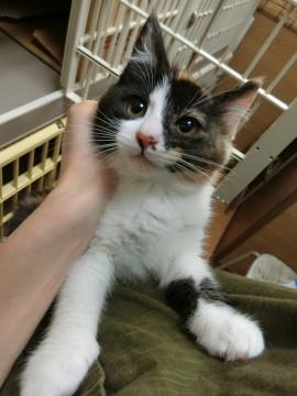 トライアル決定　臆病な三毛娘　3か月