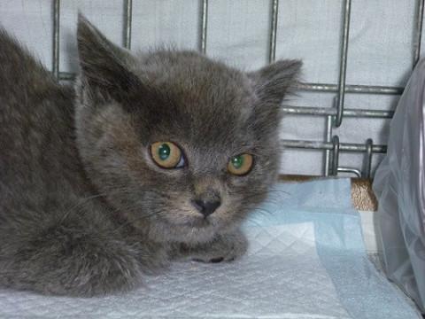 ぬいぐるみのように愛らしいロシアンブルー