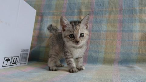 甘えん坊の女の子です^^