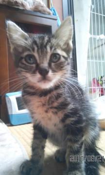 アメショー雑種の仔猫里親募集