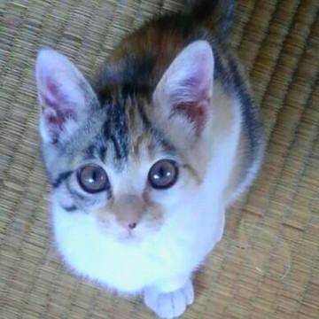 懐っこくて可愛いミケ猫ちゃん♪♪